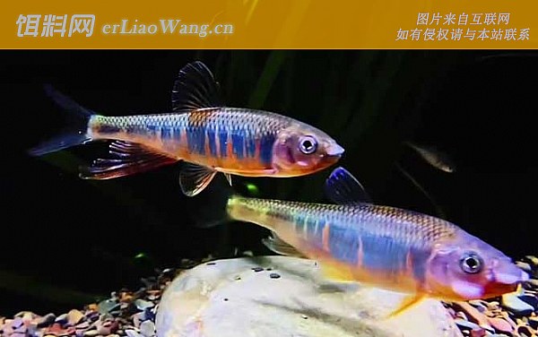 宽鳍鱲:分布范围