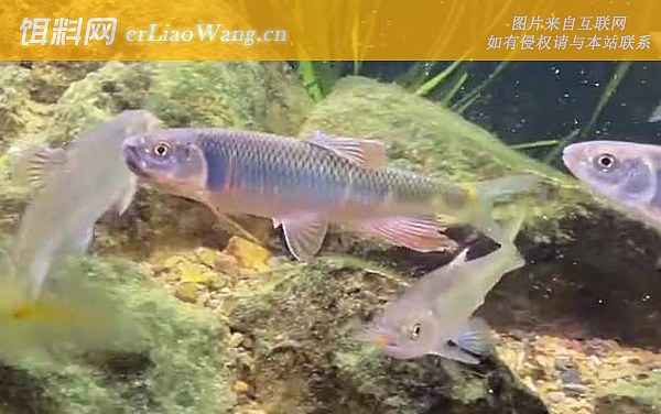 宽鳍鱲:生活习性