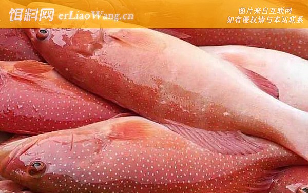 东星斑:鱼种定义
