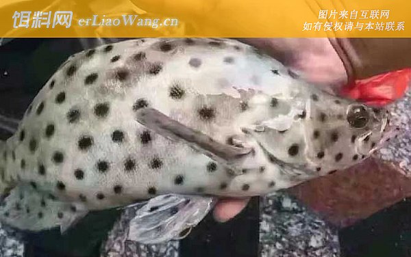 老鼠斑:鱼种定义
