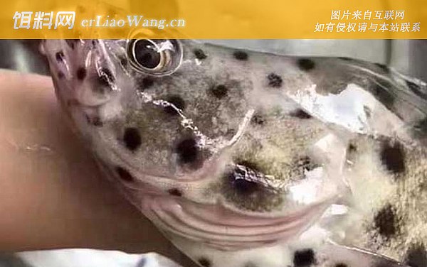 老鼠斑:食用价值