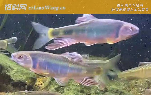 白条鱼:宽鳍鱲