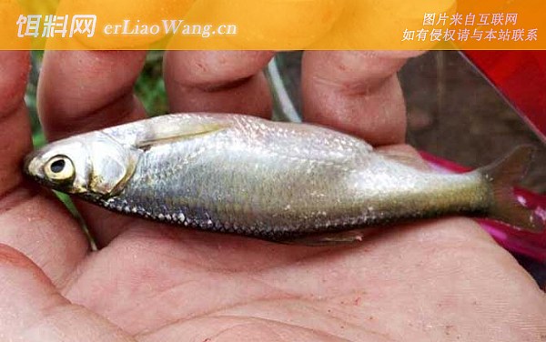 长鳍鱲:白条鱼