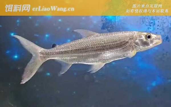 光唇鱼:长鳍鱲