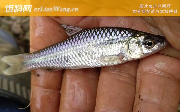 麦穗鱼:麦穗鱼