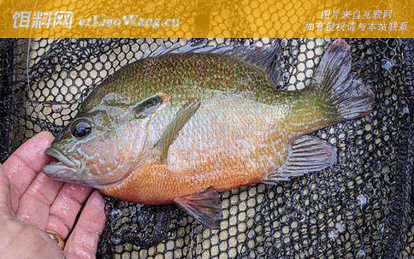 太阳鱼:代表品种