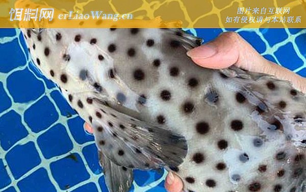 老鼠斑:鱼种论述