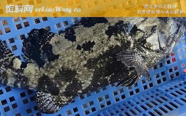 老虎斑:鱼种定义