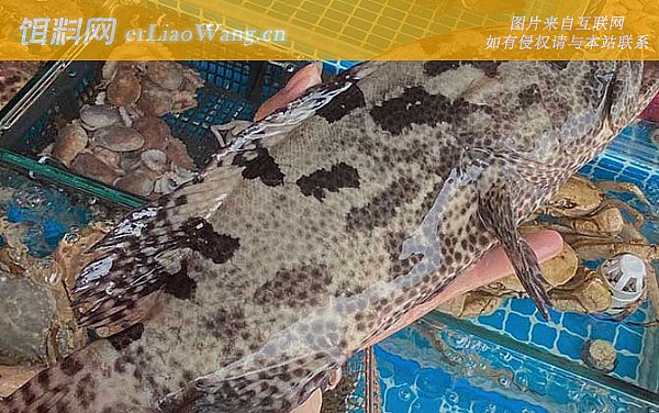 老虎斑:有毒部位