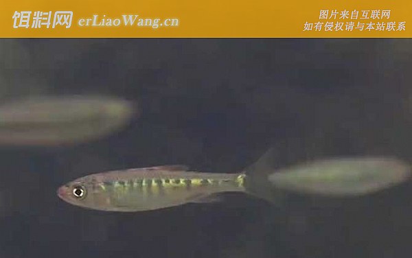 马口鱼:鱼种定义