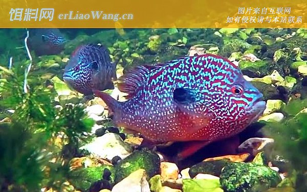 太阳鱼:鱼种定义