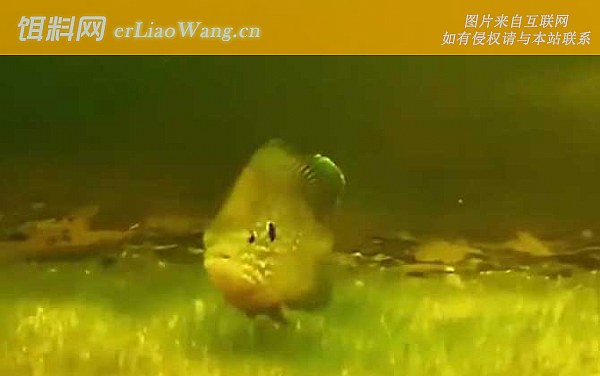 太阳鱼:营养价值