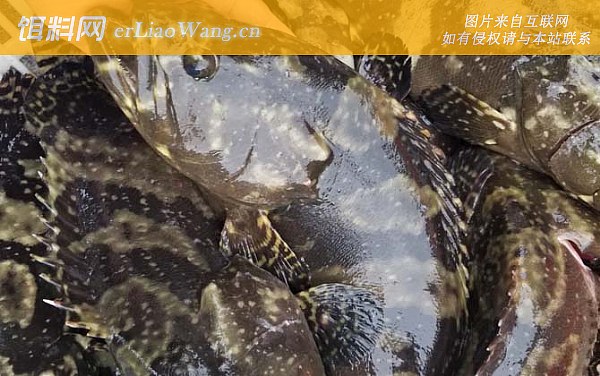 海水石斑鱼:生活习性