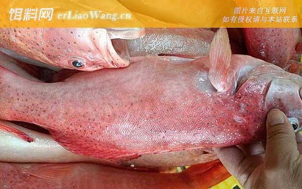 东星斑:鱼种论述