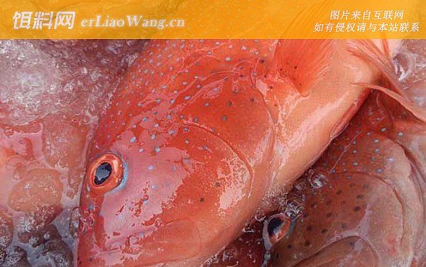 东星斑:参考价格