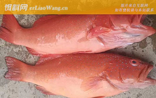 东星斑:食用价值