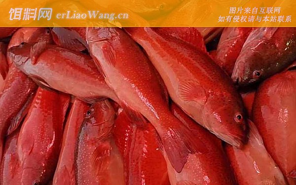 东星斑:生活习性