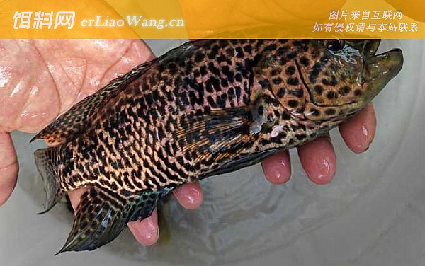 淡水石斑鱼:生活习性