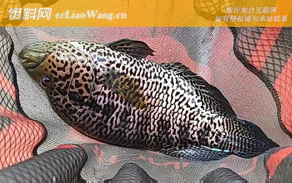 淡水石斑鱼:名称论述