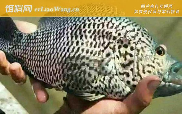 淡水石斑鱼:生活习性