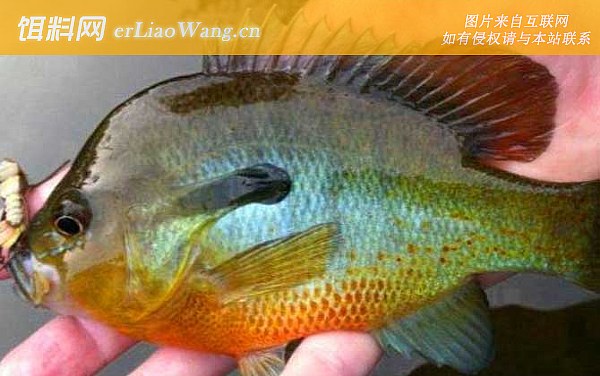 太阳鱼:鱼种定义