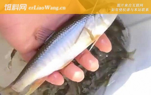 马口鱼:鱼种定义