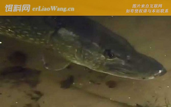 狗鱼:鱼种论述