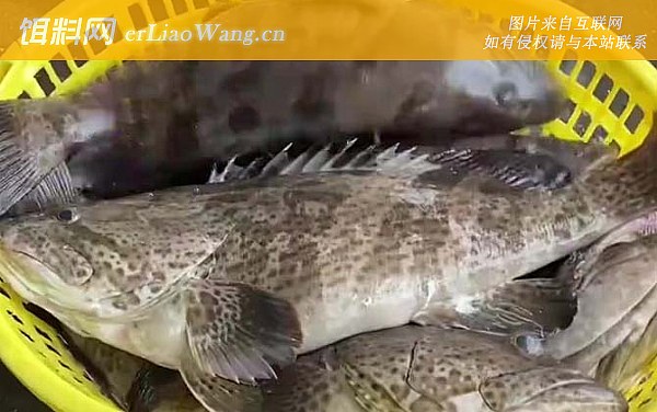 石斑鱼:原因论述