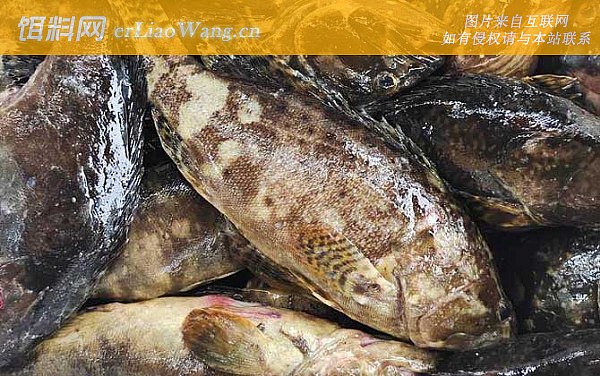 珍珠斑:鱼种定义