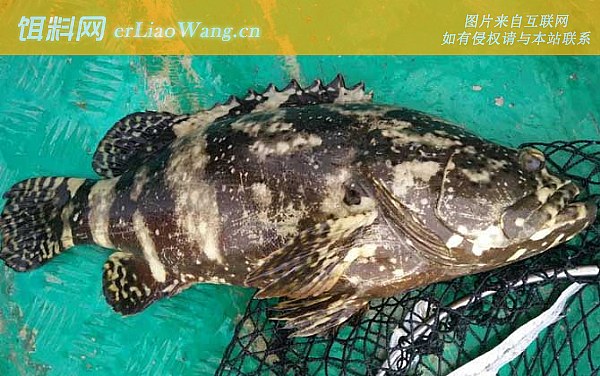 珍珠斑:对比论述