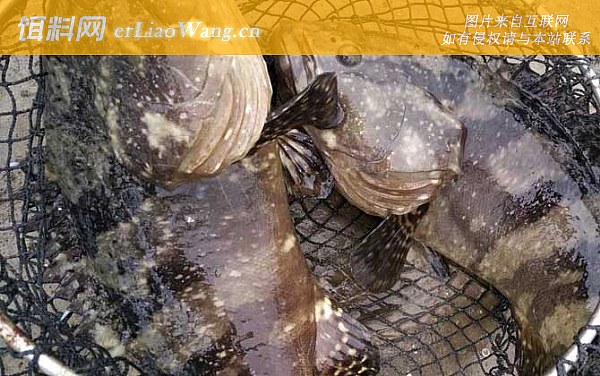 珍珠斑:生活习性