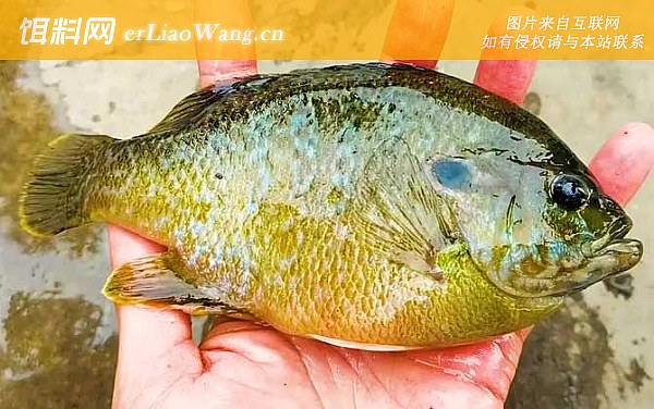 太阳鱼:代表品种