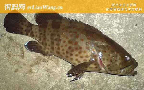 斜带石斑鱼:分布范围