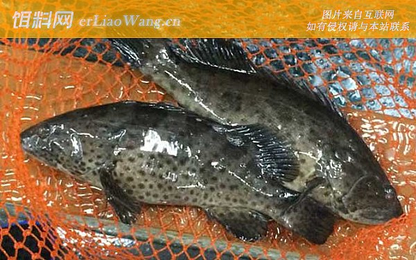 青石斑鱼:鱼种论述