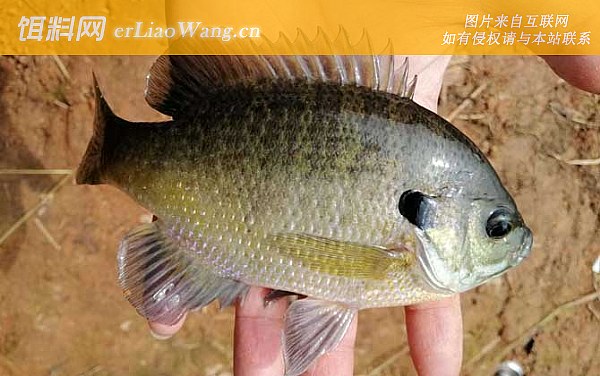 太阳鱼:鱼种定义