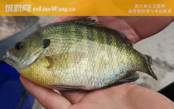 太阳鱼:钓法技巧