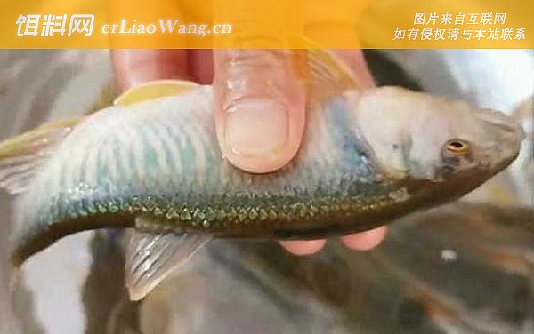 桃花鱼:生物学分类