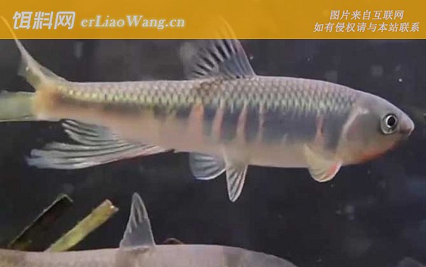 马口鱼:形态特征