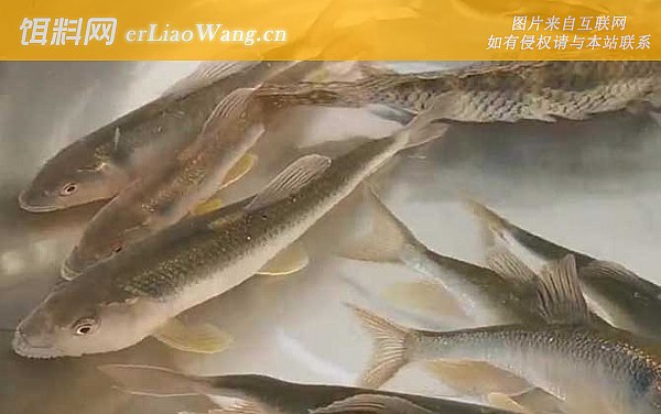 桃花鱼:栖息环境
