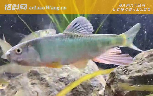 桃花鱼:摄食习性