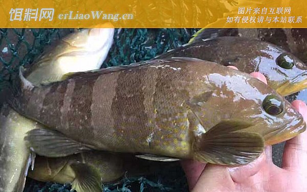 石斑鱼:鱼种定义