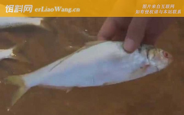 天津马口鱼:鱼种论述
