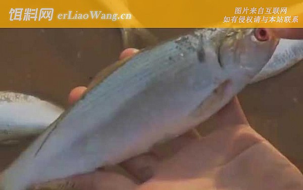 天津马口鱼:分布范围