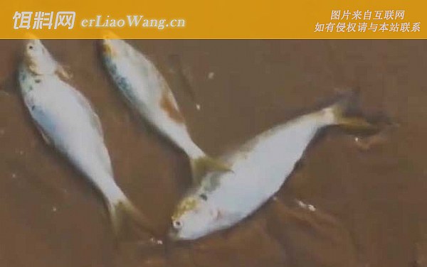 天津马口鱼:生活习性
