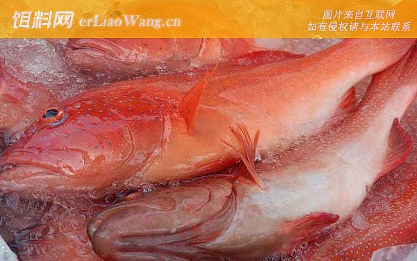 东星斑:鱼种定义