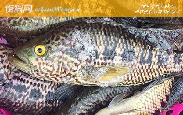 淡水石斑鱼:生活习性