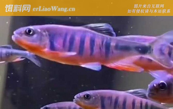 宽鳍鱲:鱼种定义