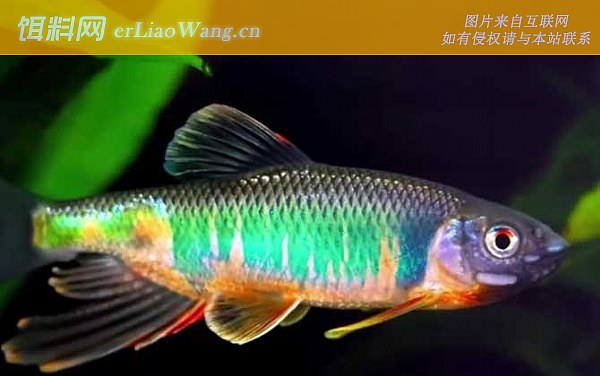 宽鳍鱲:水温论述