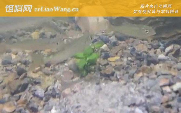 宽鳍鱲:分布范围