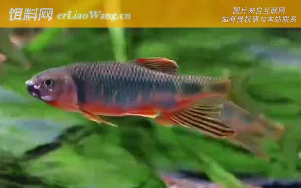 宽鳍鱲:栖息环境